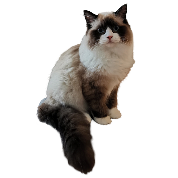ragdoll eladó tenyészet kandúr 1