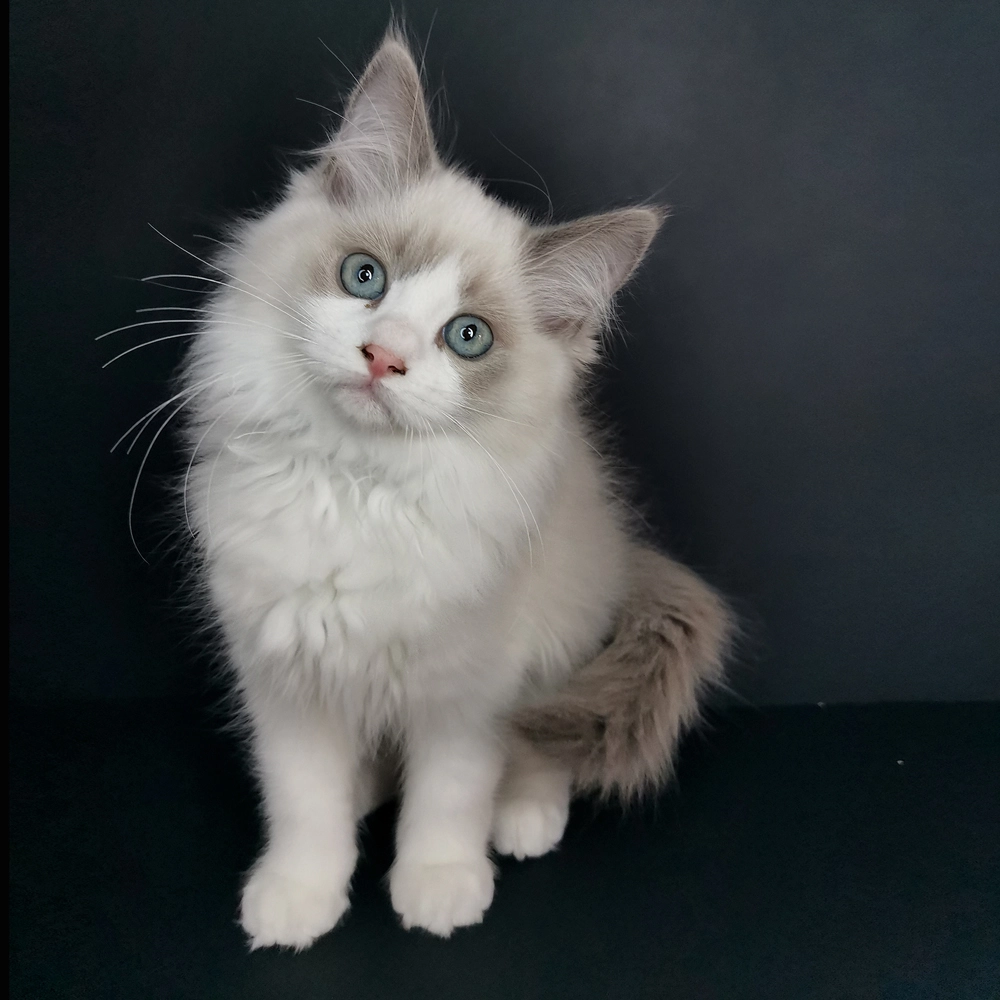 Alouette eladó ragdoll cica 7
