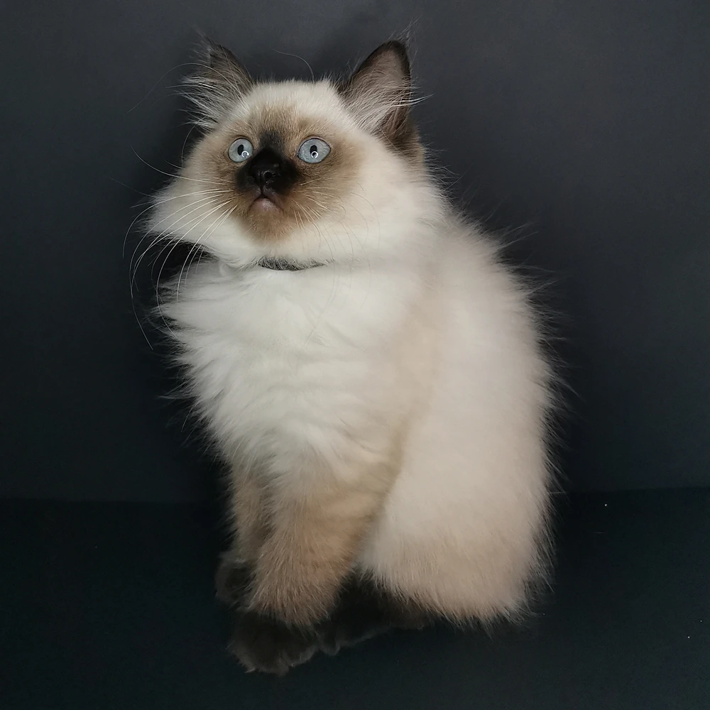 Arabella eladó ragdoll cica 4