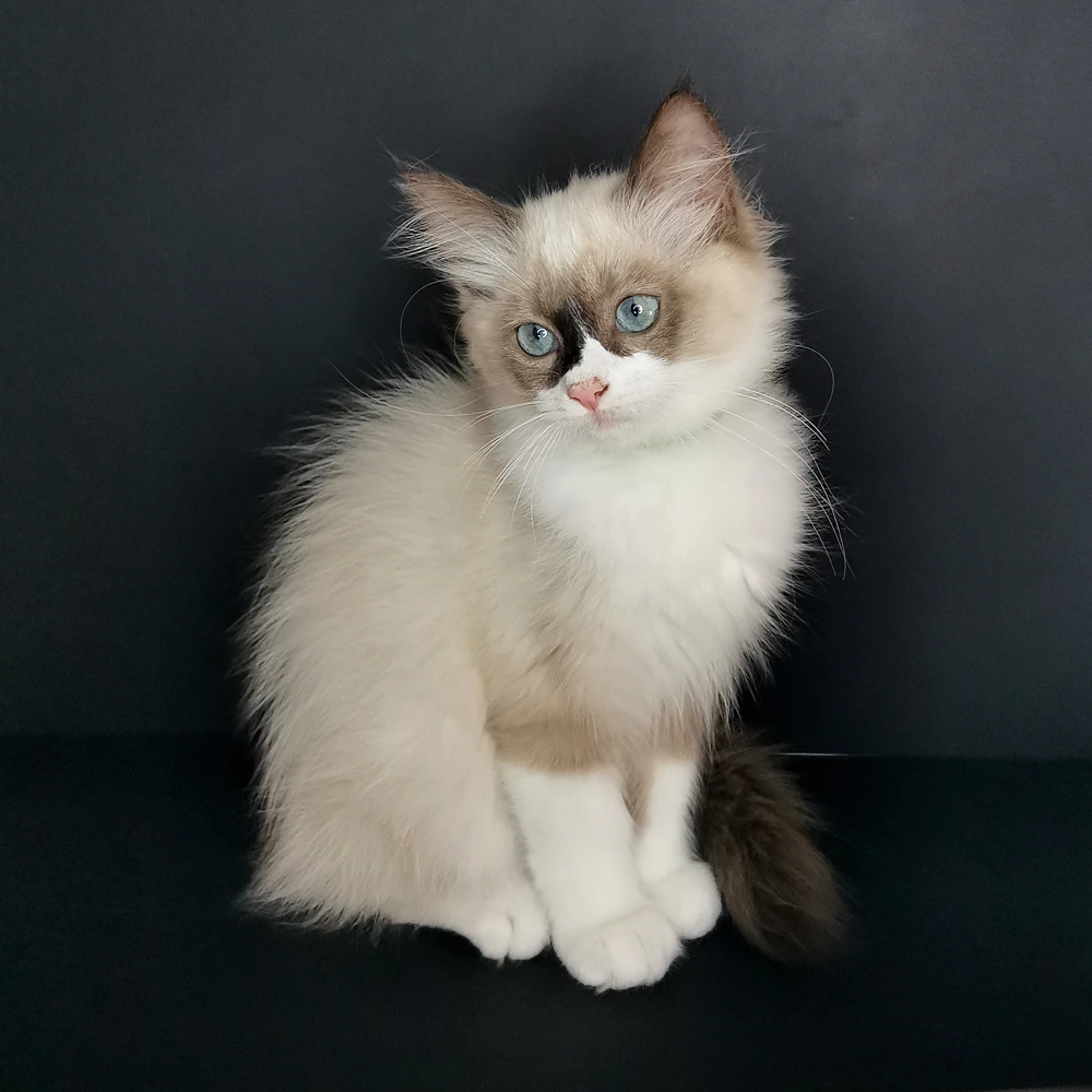 Arabelle eladó ragdoll cica 2