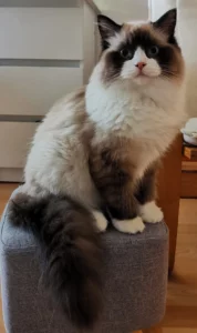 Ceasar kandúr ragdoll cica 2