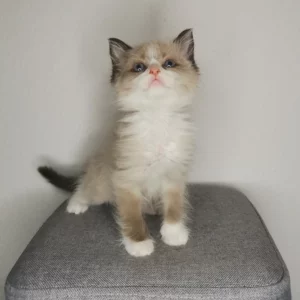 Ceasar kandúr ragdoll cica 1