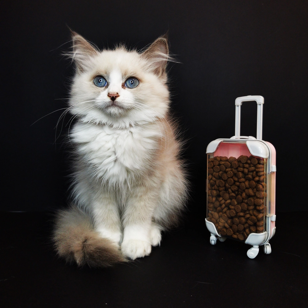 Eladó ragdoll cica Adalade bicolor 5