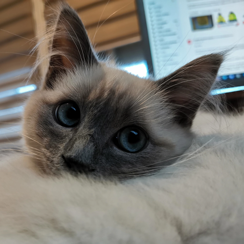 Alaric eladó ragdoll cica 18