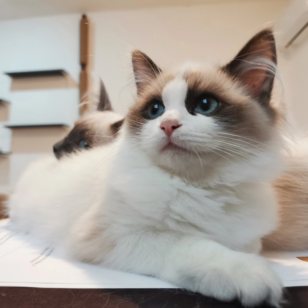 Aveline eladó ragdoll cica 15