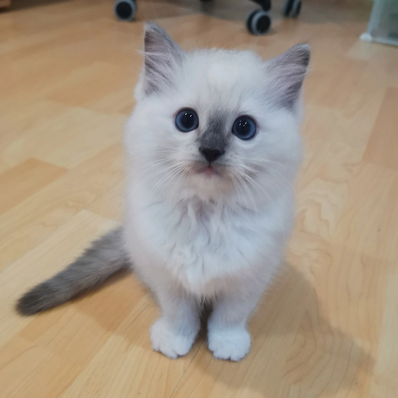 Bhesandrel az eladó ragdoll cica 11