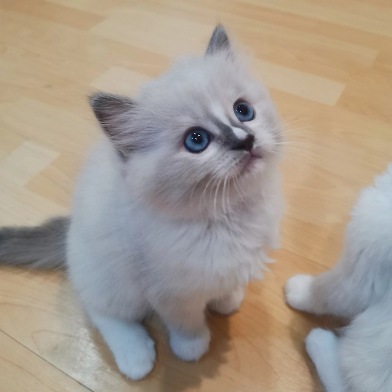 Blazy az eladó ragdoll cica 11