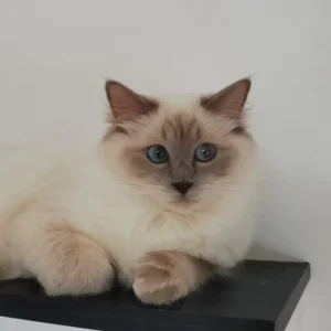 Chesa tenyesz ragdoll cica 1