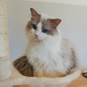 Ragissa Filavandrel tenyész ragdoll cica kandúr