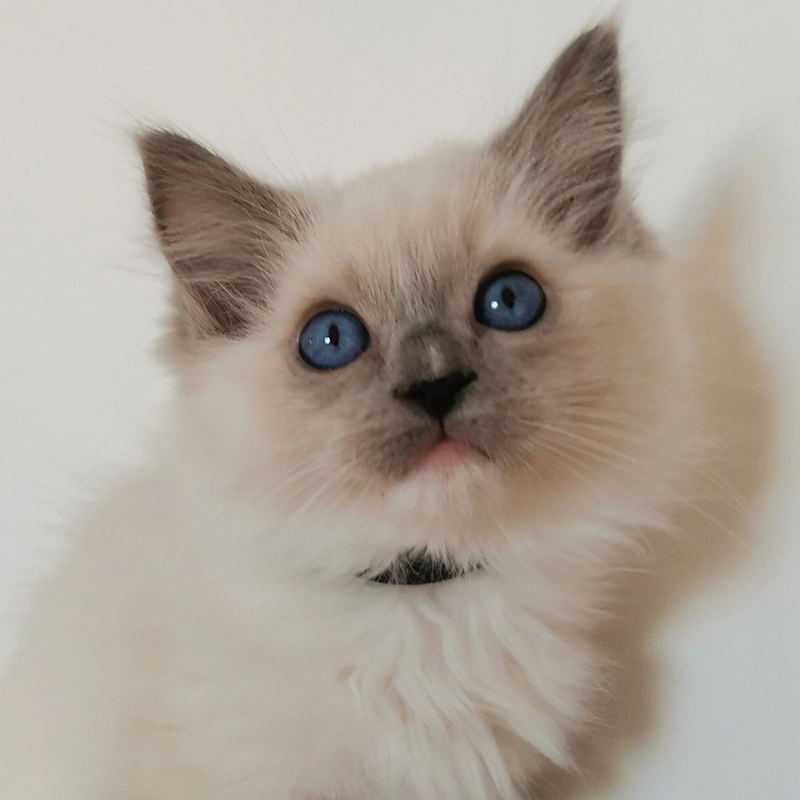 Eladó ragdoll cica Banjo 5