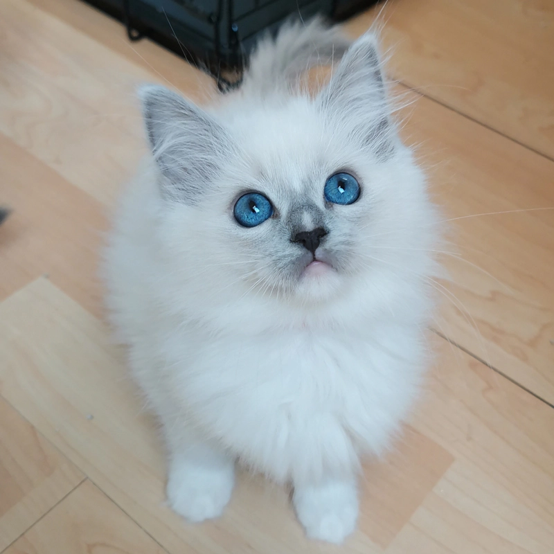 Eladó ragdoll macska Bijou 7