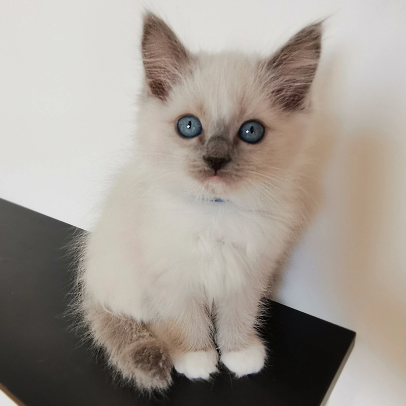 Ragdoll cica eladó Becket 5