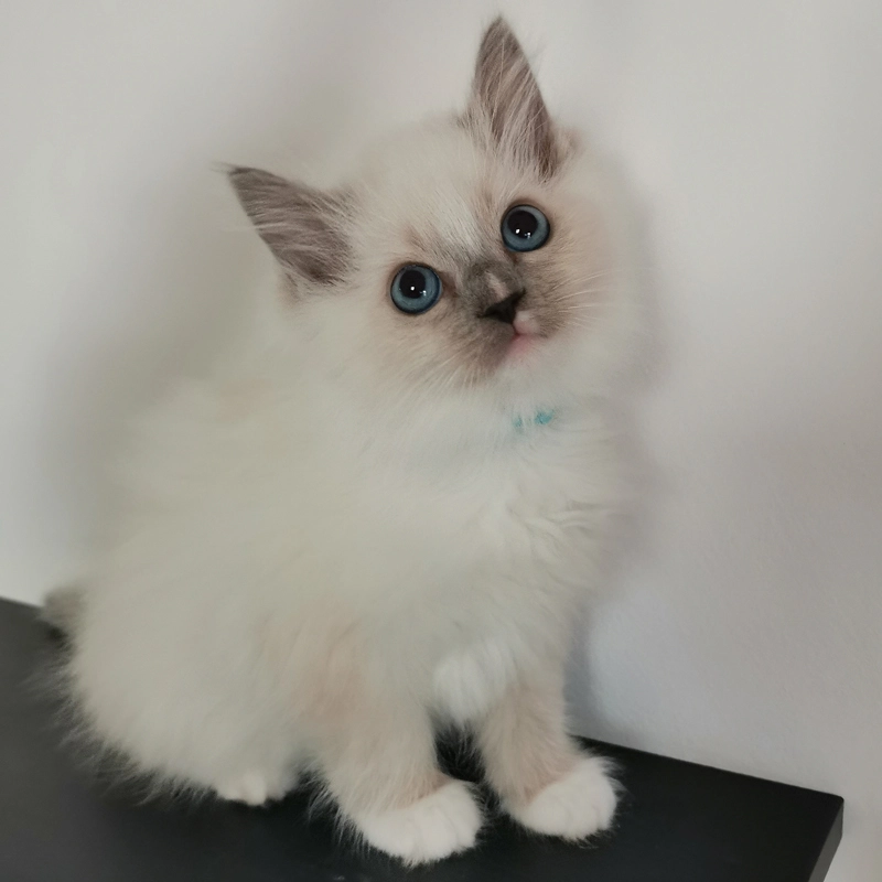 Ragdoll cica eladó Blazeon 4