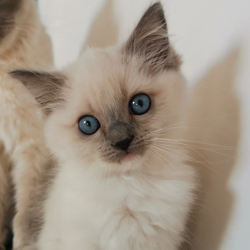 Braveb eladó ragdoll cica 1