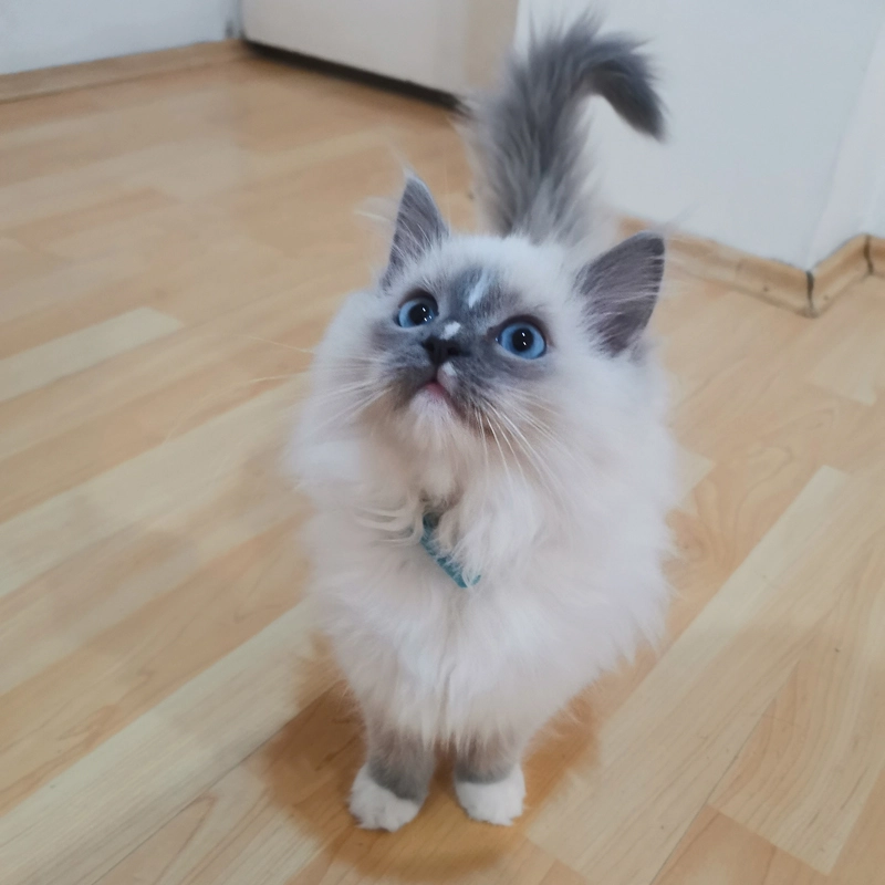 Ragdoll cica eladó Blazeon 5