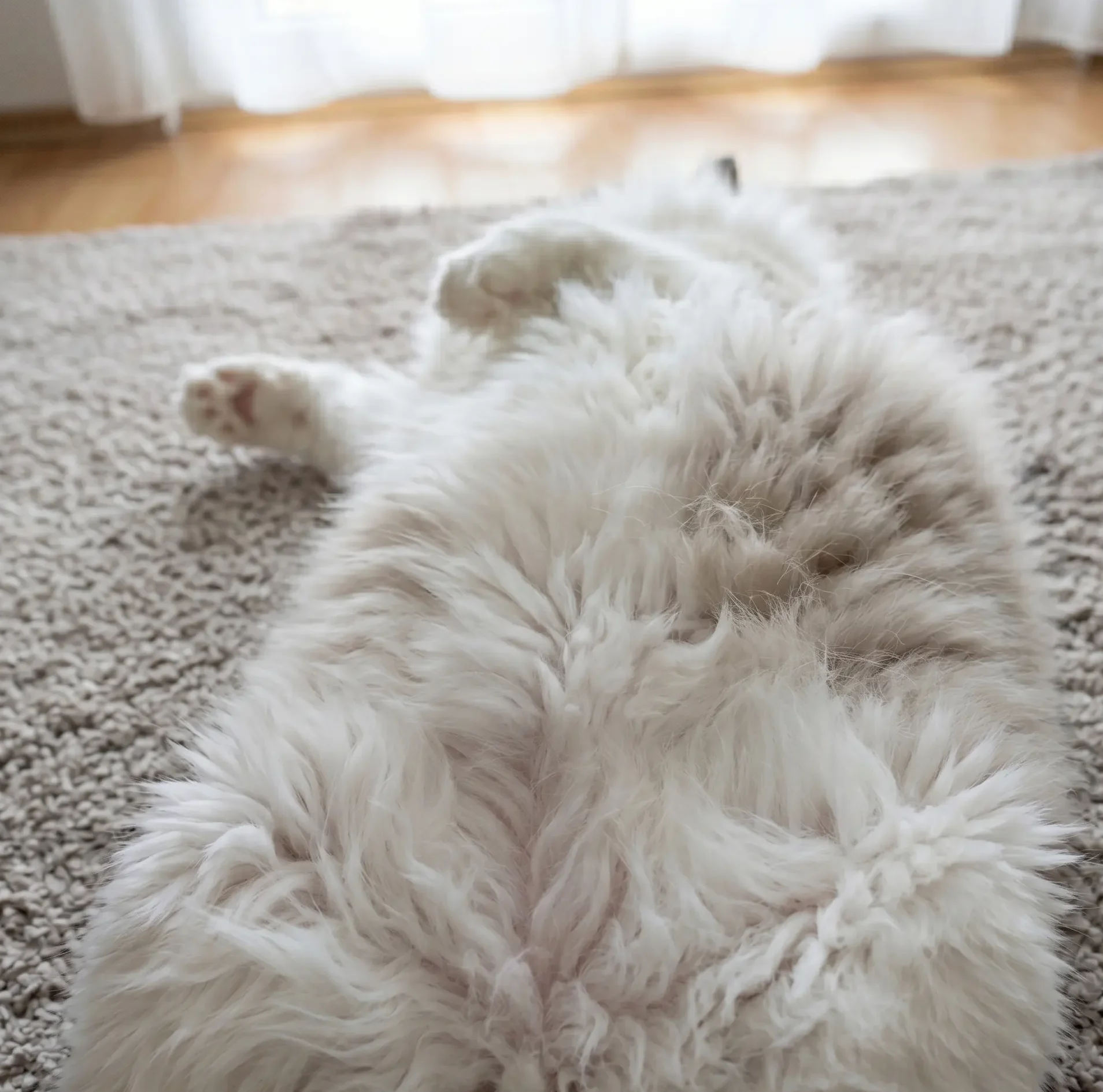 Ragdoll allergia bunda fésülése fontos, mert a rákerülő macska nyál allergiát tüneteket válthat ki.