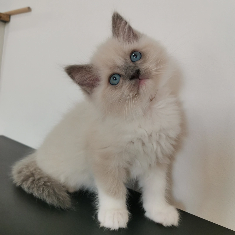 Ceasar eladó ragdoll kiscica blue mitted 2