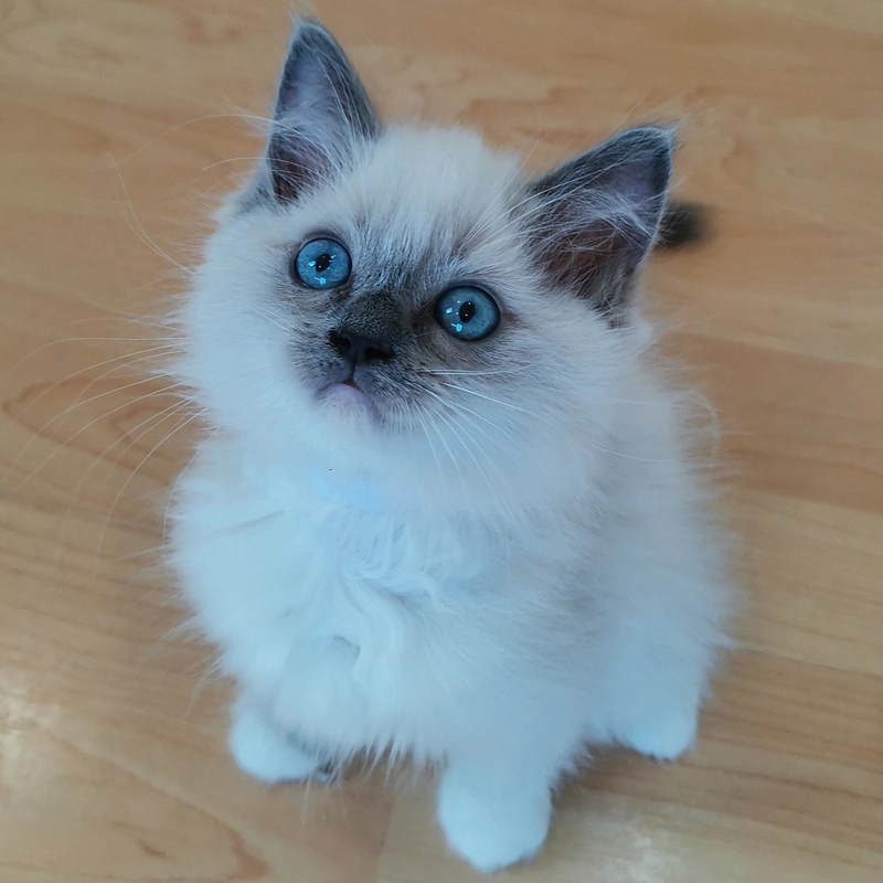 Ciklon blue mitted ragdoll eladó 3