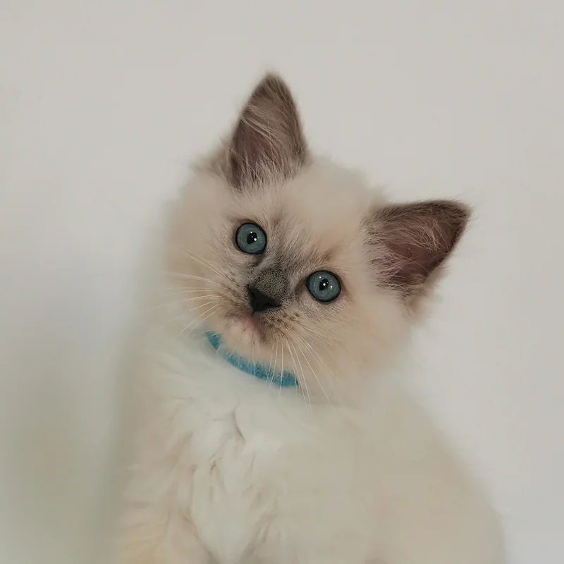 Ciprus eladó blue mitted ragdoll 4