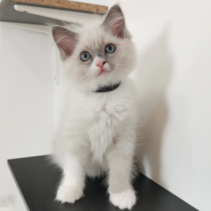 Cleo eladó kislány ragdoll cica blue mitted mismarked 6