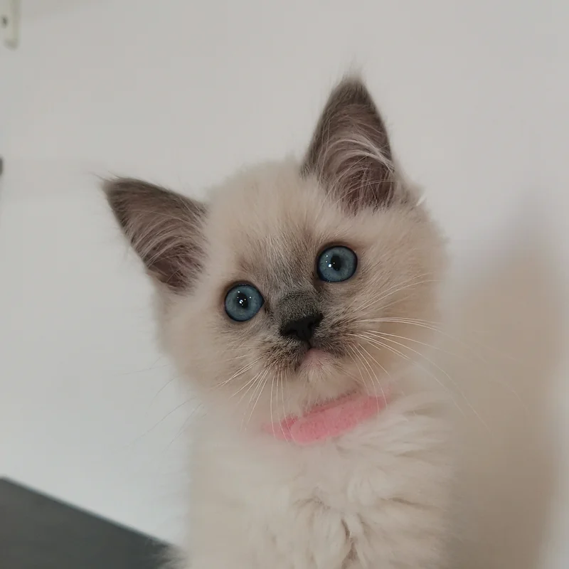Cukorka blue mitted kislány ragdoll cica eladó 3