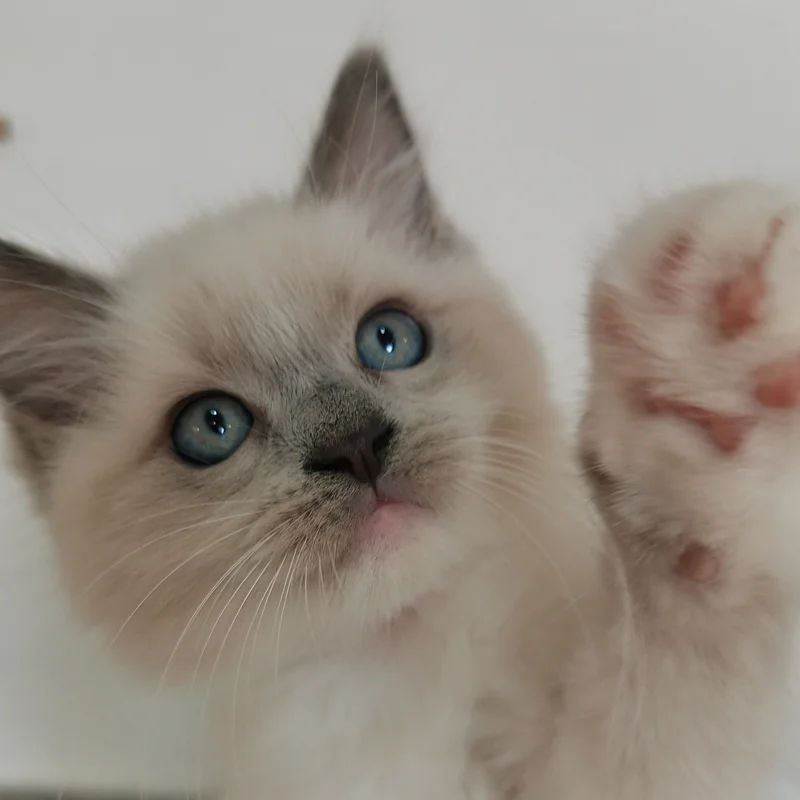Eladó blue mitted ragdoll kislány coco 10