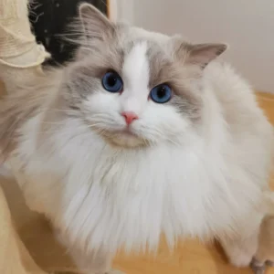 Filavandrell kandúr Blue Bicolor Ragdoll tenyészcica