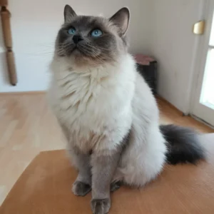 Púder Blue Colorpoint nőstény tenyész ragdoll cica