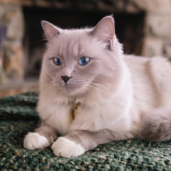 Lilac Mitted Ragdolltenyészet